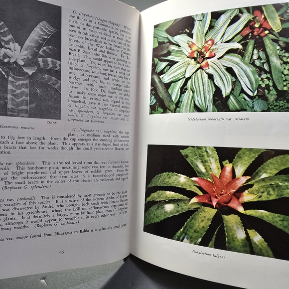 "Bromeliads in Color and Their Culture" Victoria Padilla 1966 - Picture 12 of 14